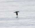 Manx Shearwater